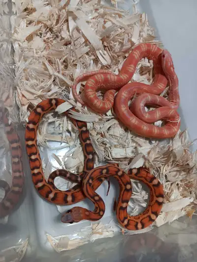 Corn snake pair (scaleless), View more