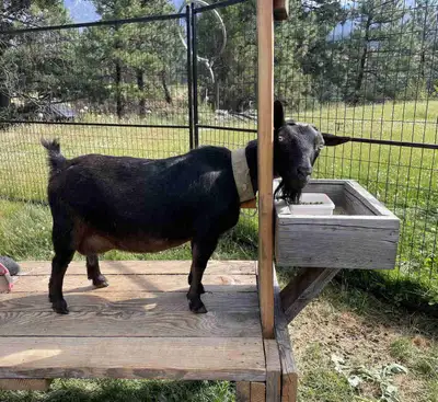 Nigerian Goat, View more