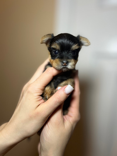 ❗️Gorgeous PUREBRED Yorkie puppy’s only 4 left ❗️