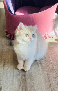 Mia female British shorthair kitten