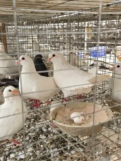 MUST GO Pigeon Pairs - Meat Breed, View more