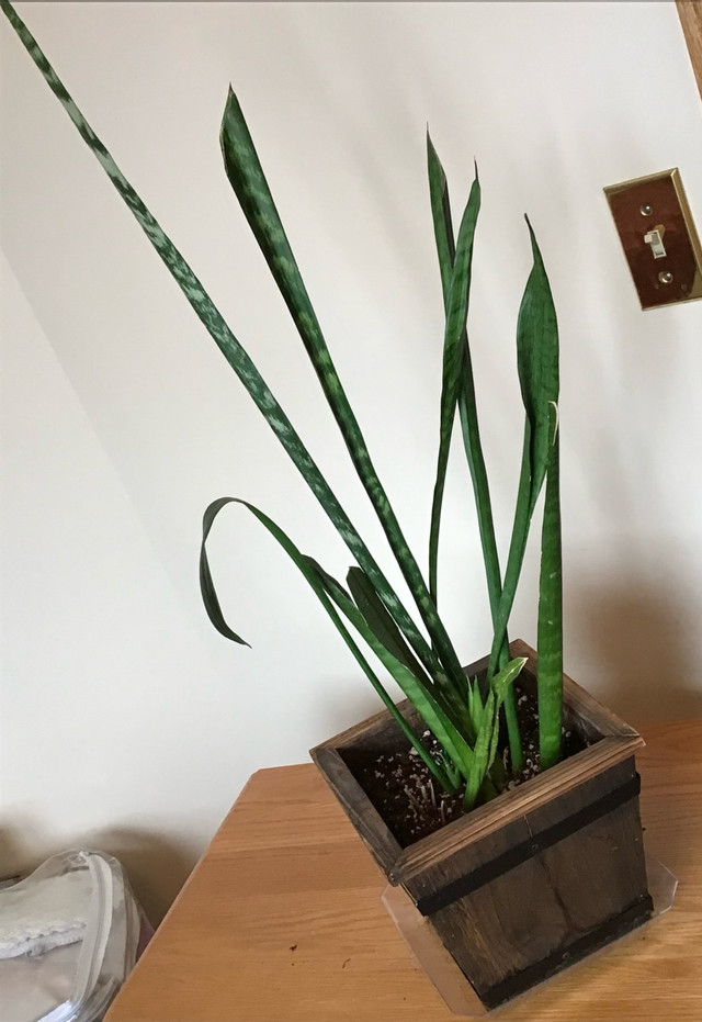 Very Healthy  Indoor/ Outdoor Snake plant with Planter  in Plants, Fertilizer & Soil in Calgary - Image 4