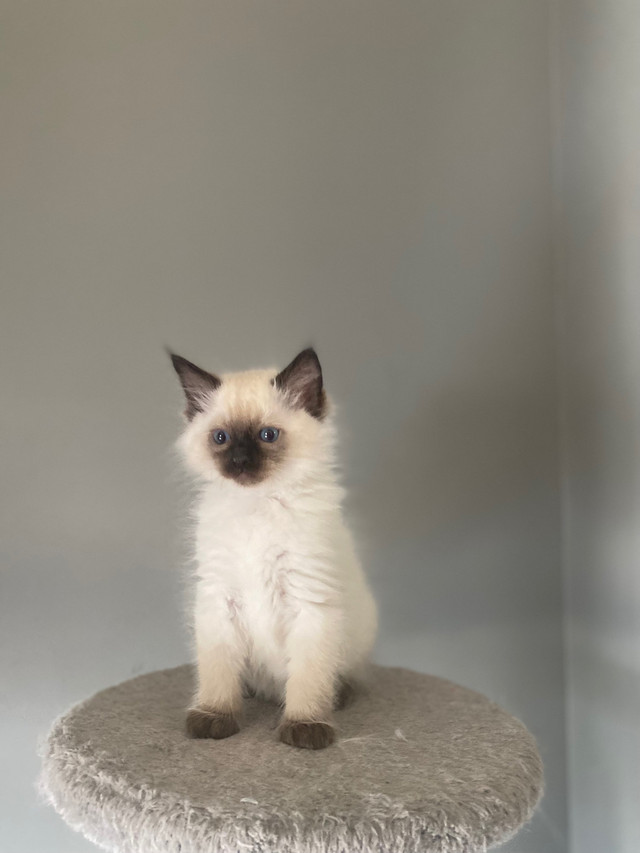 Ragdoll register kitten dans Chats et chatons à adopter  à Laval/Rive Nord - Image 2