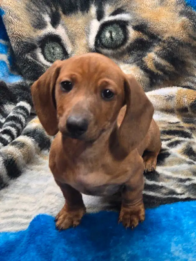 chiot teckel standard male poil court in Dogs & Puppies for Rehoming in Laurentides - Image 6