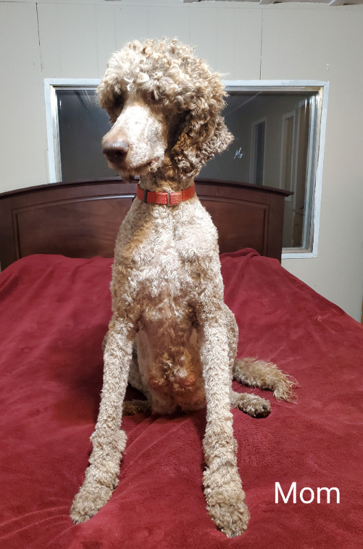 Super Sweet Standard Poodle Pups in Dogs & Puppies for Rehoming in Edmonton - Image 4