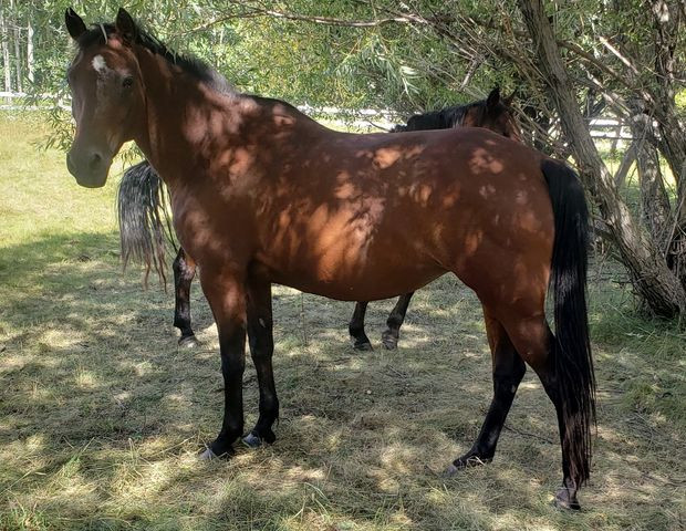 Iberian Warmblood Mare in Horses & Ponies for Rehoming in Edmonton - Image 2