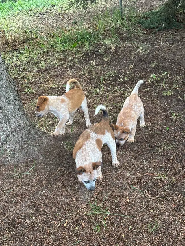 Heeler puppies in Dogs & Puppies for Rehoming in St. Albert - Image 8