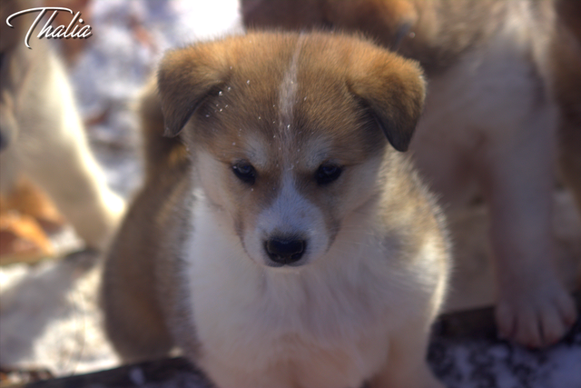 Chiots Samkita Inu puppies in Dogs & Puppies for Rehoming in Drummondville - Image 5