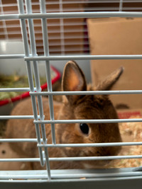 Bunny and Cage