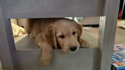 Golden doodle puppies, View more