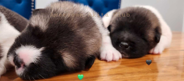 3 American Akita Puppies remaining in Dogs & Puppies for Rehoming in City of Toronto - Image 3