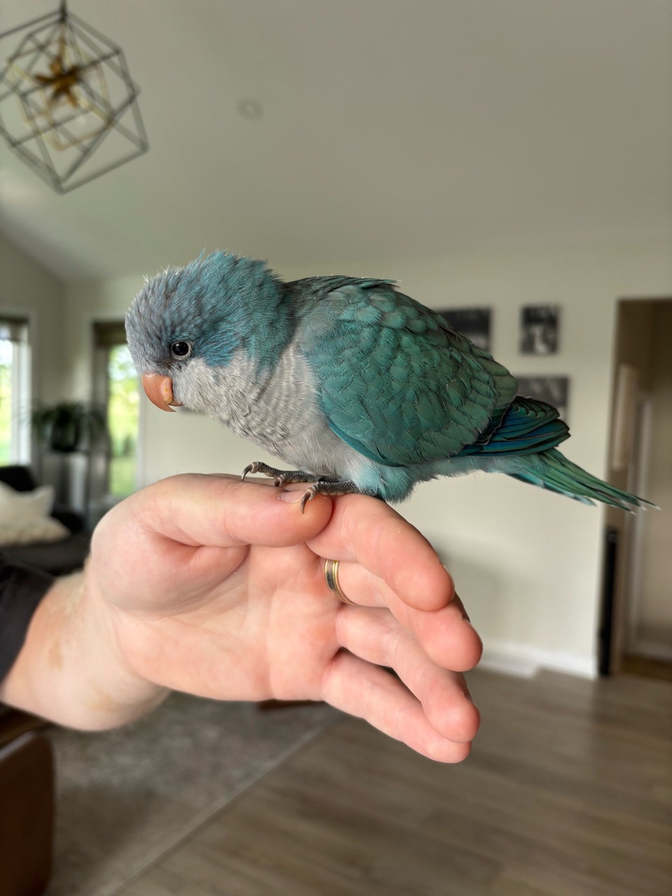 56 ads for baby quaker in Birds for Rehoming in Canada | Kijiji