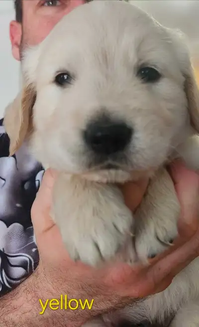 purebred golden retriever , View more