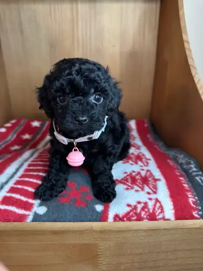 beautiful tiny toy poodle puppies fully grown 4-6 pounds, View more