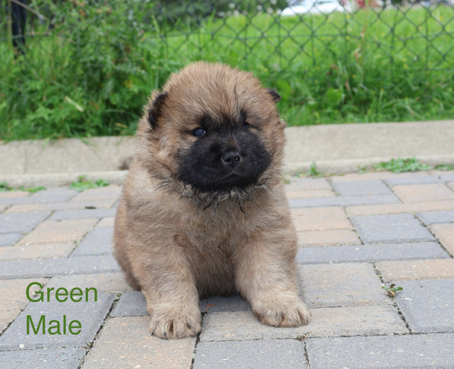 Purebred Chow Chow Puppies – 3 Males & 2 Females  in Birds for Rehoming in Calgary
