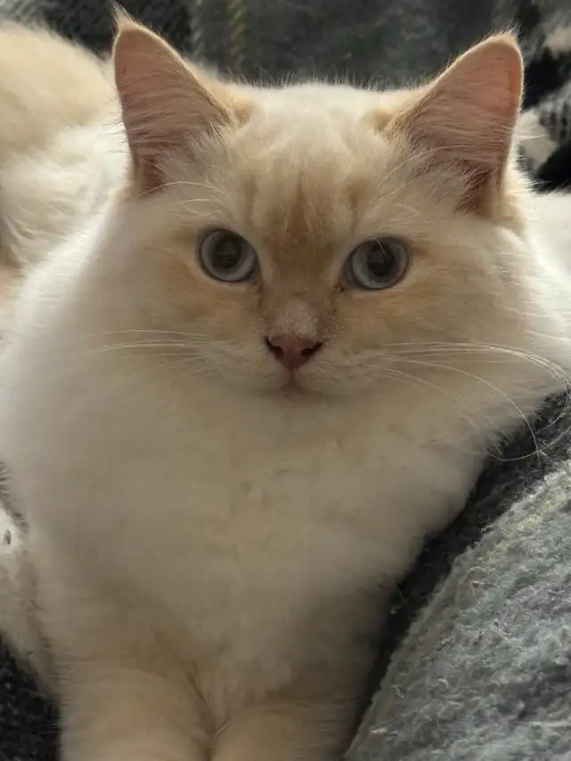 Chatte Ragdoll à adopter