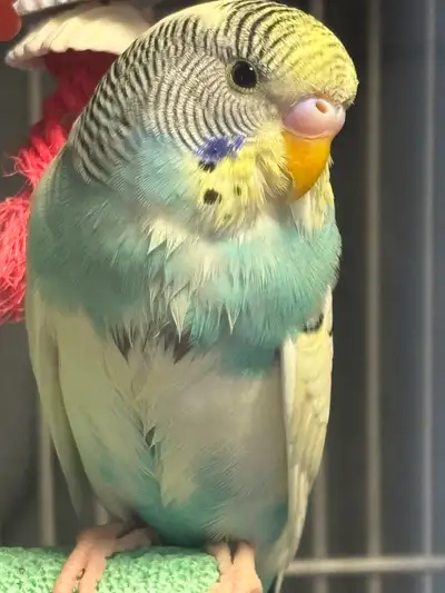 4 budgies , View more