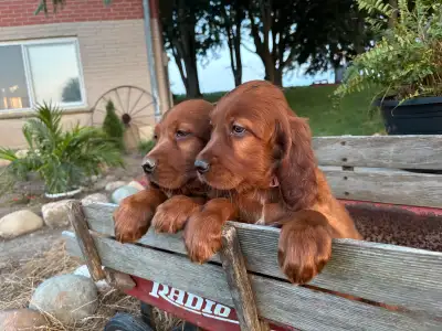 Irish Setter Pups for sale!, View more