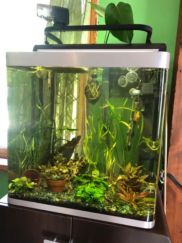 Poisson d’aquarium plantes, crevettes, escargots in Fish for Rehoming in Sherbrooke - Image 2