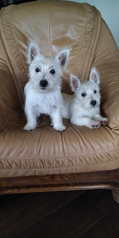 Only two sweet westie sisters left! 