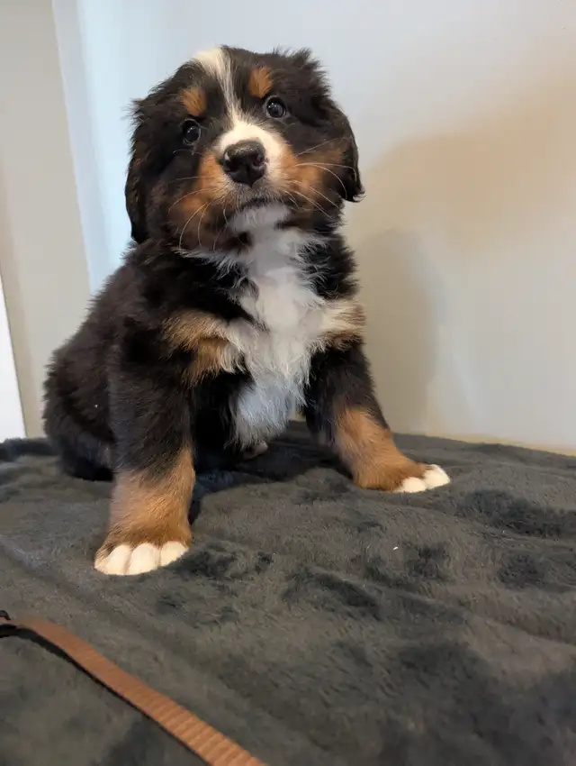 Well bred Purebred Bernese Mountain Dog Puppies in Dogs & Puppies for Rehoming in Sarnia - Image 6