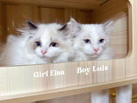 Bi color Ragdoll kittens ready to go now 