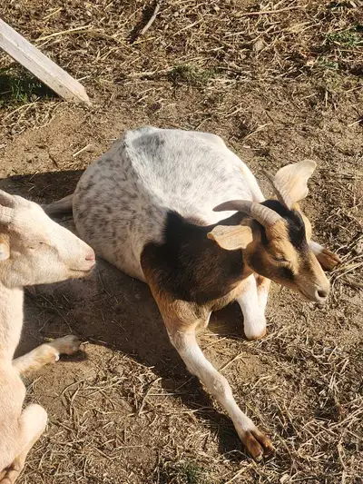 **Beautiful 3/4 Boer × 1/4 Kiko Pregnant Doe for Sale!** I have a very large, beautiful 18-month-old...