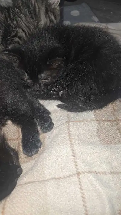 petit chatons disponible , View more