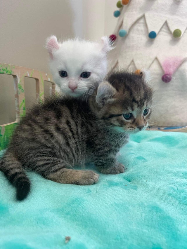Purebred Munchkin kittens for sale Cats & Kittens for Rehoming City