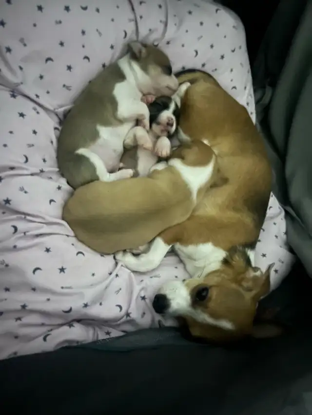 Only 1 left - chihuahua puppy  for sale in Dogs & Puppies for Rehoming in Barrie - Image 10