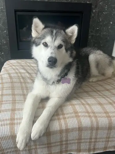 Looking for a better environment for our husky, View more