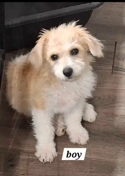 Shorkie x Bichon, View more