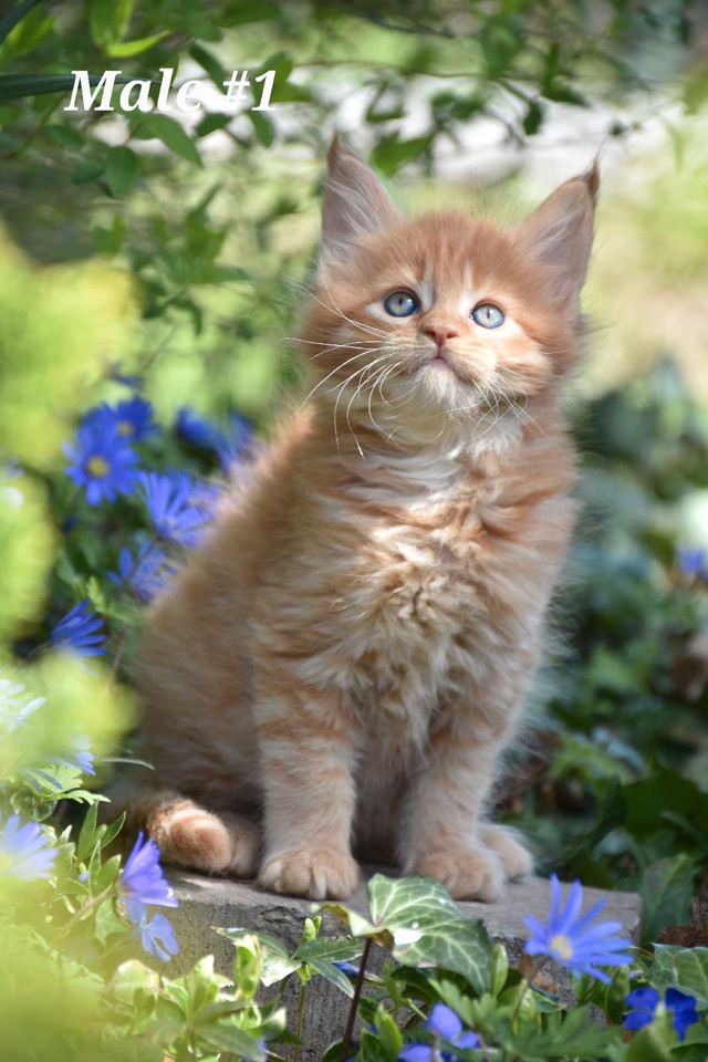 XL Maine Coon Kittens in Cats & Kittens for Rehoming in St. Catharines