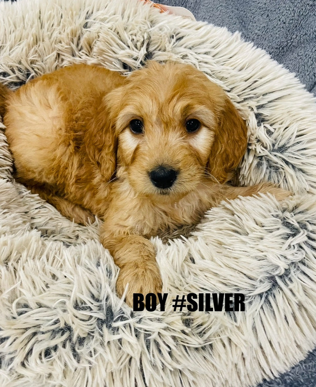 ❤️Red Cockapoo puppies❤️ 7057071134 in Dogs & Puppies for Rehoming in City of Toronto - Image 2