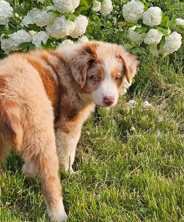 ^^Berger Australien^^ pure race in Dogs & Puppies for Rehoming in Lanaudière - Image 5