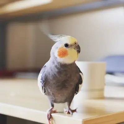 A Lively Cockatiel Looking for a New Home!, View more