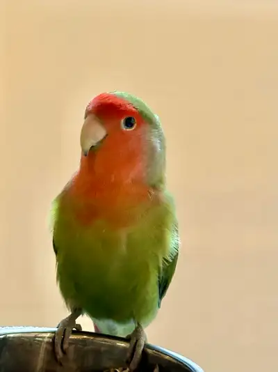 Lovebird rehoming, View more