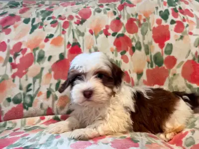 Gorgeous Red Chocolate Pointed Havanese Puppies, View more