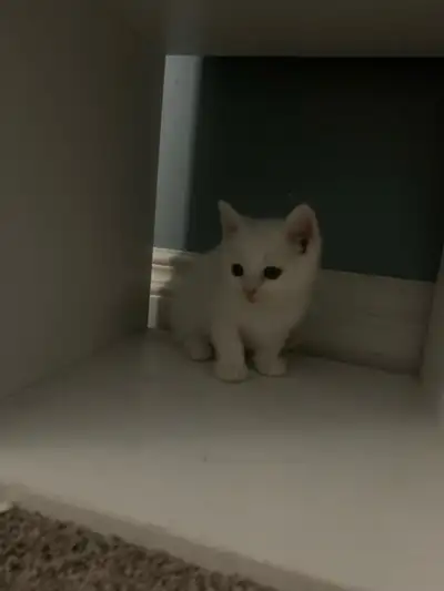 white kitten, View more