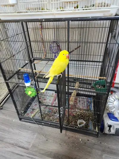 Details These Indian Ringneck Parrots are looking for a new home. They are accustomed to human inter...