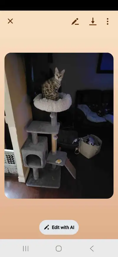 Savannah f3 cat, View more