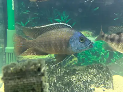 Showmale male Peacock cichlid - Blue, View more