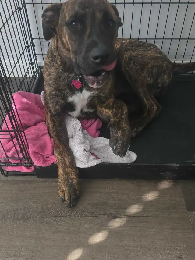 pit/mastiff582377781309614083