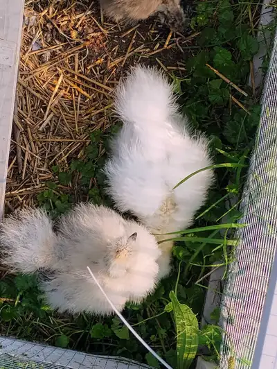 silkie mix chicks , View more