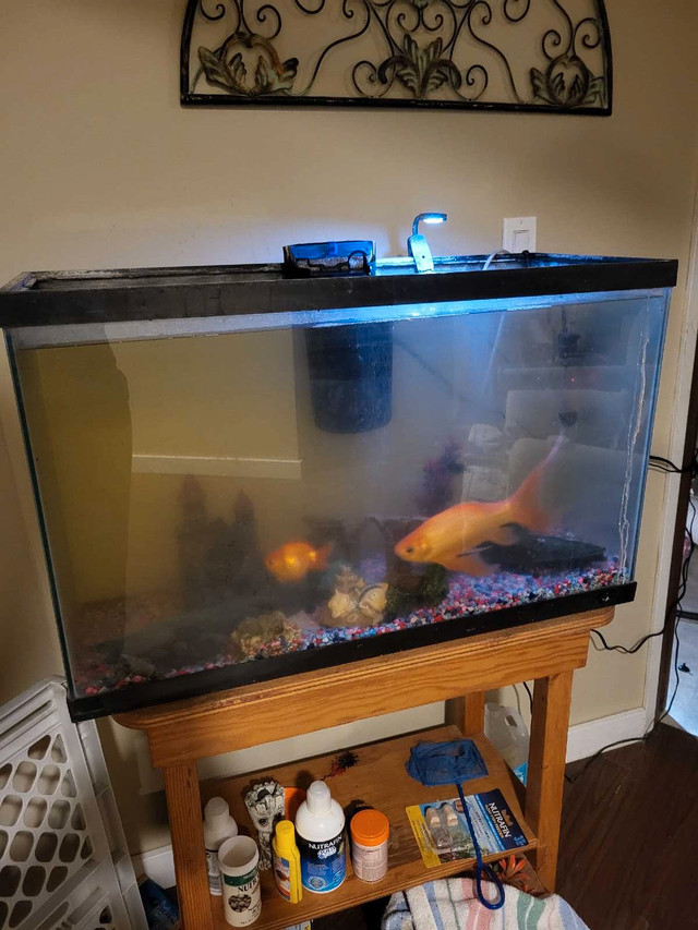 Large tank and Koi in Fish for Rehoming in Quesnel