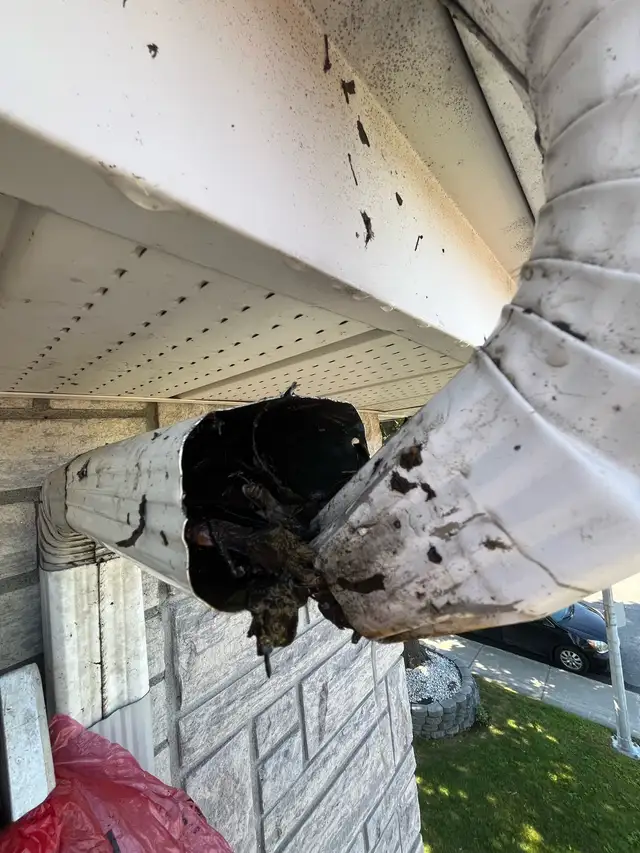 Gutter Cleaning ☔️504480071010242564