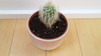 Cactus dans un petit pot céramique dégradé de rose -pêche