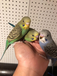 BABY PARAKEETS/  BUDGIES FOR SALE!!!!!