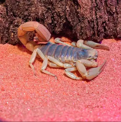 Desert Hairy Scorpion – Available now at Valley Exotics, View more