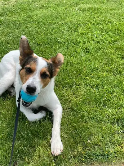 Hi, my name is Kaleb and I'm looking for pet owners to assist them in taking care of their lovely pe...